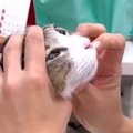 猫の鼻の穴に『何かができている』→心配になり病院に行った結果…獣医が放…