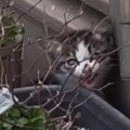 大型連休中、誰もいない公共施設から子猫の鳴き声→ただひたすら待ってみた…