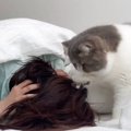 毎朝飼い主さんを起こしに来る猫→想像以上に激しい『起こし方』に爆笑…