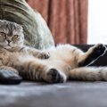 猫が『私は人間だニャ』と勘違いしていそうな行動3選　猫たちが見せる…