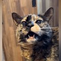 18歳の猫に『にゃんにゃん』と声をかけてみると…次の瞬間→思わず感動の『…
