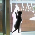 猫ちゃん限界にチャレンジ！ひたすら登るべし…！