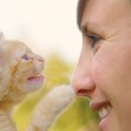 愛猫がチョイチョイと『顔を触ってくる』ときの心理5選　どうリアクシ…