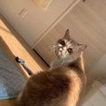 猫が飼い主の持ち物を隠す理由５つ