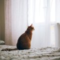 『仲間猫の死』に残された猫は…？探す、食べなくなる…よく見られる5つ…