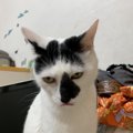 猫に近付いてはいけないNGサイン５つ