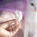 猫の抜け毛が増える『換毛期』うまく乗り切るための3つの対策　放置は…