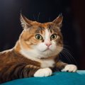 猫との『信頼関係が崩壊する』しつけの方法５つ