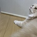 猫のベテラン飼い主が実践している『愛猫の喜ばせ方』5選