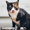 猫の『老化を早めている』かもしれない危険な食生活3つ