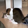 部屋中を走り回って追いかけっこ！じゃれ合う親子猫が可愛い♡