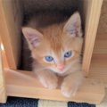 生後たった7日で迎えた初めての保護子猫。たった1ヵ月で驚きの成長！