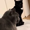 膝の上でくつろぐ猫の隣で、もう1匹が『順番待ち』……ママを独り占めしたい…