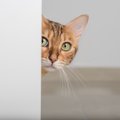 猫は飼い主さんの『突然のイメチェン』をどう思う？散髪に変装…猫の見…