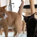 鼻チュー！先住猫ちゃんとあいさつできた新入り子猫ちゃん