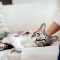 猫が「イラッ」とする触り方4つ！改善しないまま続けてしまうと…