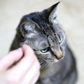 猫が『無視』をするようになった時の要因4つ…飼い主ができる改善方法…