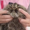 『汚れて毛がヨレヨレになってしまった猫』をプロが洗った結果…まさか…