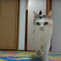 これで安心♪見守りカメラで猫ちゃんの様子を観察していると…？