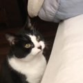 朝起こしにきてくれた猫を『二度寝に誘ってみた』結果…たまらなく愛おしい…