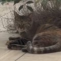 毎日中庭に来るようになった『野良子猫』を家族に迎えた結果…３年間の軌跡…