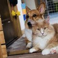 猫がしつけを覚えない理由とは？なぜの犬ように覚えないの？