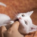 猫が飼い主を襲う『攻撃行動』をする理由は？5つの原因と対策