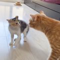 子猫と先住猫が初対面で見せた行動…5秒後に起きた『まさかの瞬間』が…