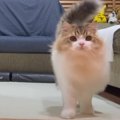 ドヤ顔！ジャンプ遊びが得意な猫くん