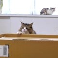 大きな空箱に猫ズが期待通りの反応をしちゃった件