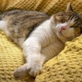 猫が異常に『よだれ』を出すのはなぜ？5つの原因と予防策