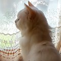 寂しげな表情で窓の外を見つめる『やせ細った元野良猫』→約３年後…「凄い…
