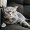 猫がどうしても『大嫌い』なもの4選　苦手とする理由や飼い主がすべき…