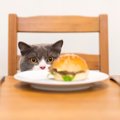 猫に『人間の食べ物』はNG？口に入れないためにすべき工夫6つ