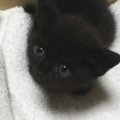 保護された『手のひらサイズの赤ちゃん黒猫』をお家に迎えて９年…心温…