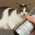 ネコに『醤油』を見せてみると……可愛すぎて笑っちゃう『まさかの行動』が1…