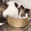 鍋に入っていた猫に『オケツ全部出てる』と伝えた結果…飼い主大爆笑の…