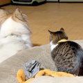 普段は勇敢な同居犬→雷を怖がっているのを見たネコがそばに寄り添って…
