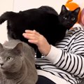 パパのことが大好きな猫たち→上に乗って『争奪戦』をして……微笑ましい日常…