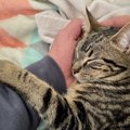 猫が飼い主だけに見せる『大好きサイン』6つ♡