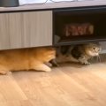 兄猫にケンカをふっかけた弟猫→暗がりに追い詰められて…まさかの『降…
