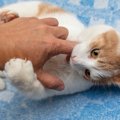 愛猫が飼い主に噛みつく時にチェックすべきこと５つ