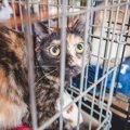 猫を保護したいなら…『やるべきこと』と『NGなこと』、気をつけるべき7つ…