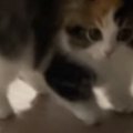 パヤパヤ子猫を撮影していると→突然背中を丸めだして…尊すぎる『やんのか…