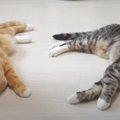 冷たい床を求めて…猫ちゃんたちは行き倒れ？