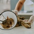 猫のライフステージ別『3大死因』とは？子猫・成猫・老猫で異なる注意…