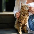 猫をご褒美で育てる『陽性強化法』の秘訣とは？　褒め方のコツや適切な取…