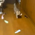 おもちゃを持ってきて床に置く猫→何度も繰り返して…まるでコレクターのよ…