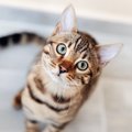 猫が飼い主の『体調不良を察知する』と言われる理由4つ　変化に気付けるワ…