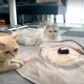 電動おもちゃをプレゼント♪猫ちゃんたちの反応は？